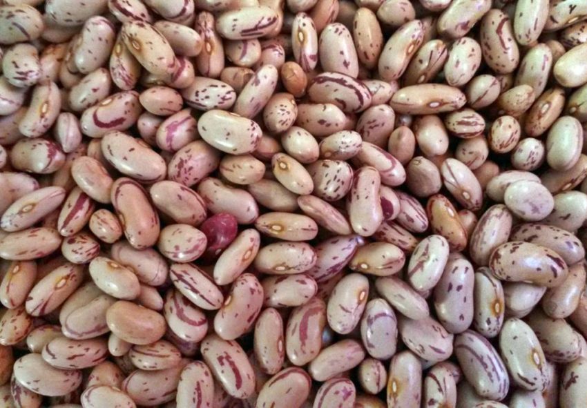 Speckled Kidney Beans