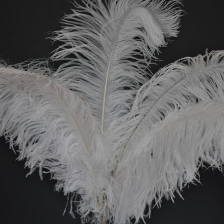 Ostrich Feathers